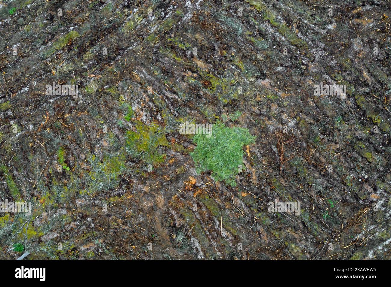 Vue aérienne sur la zone suédoise de coupe à blanc, coupe à blanc / coupe à blanc est une pratique forestière / forestière dans laquelle tous les arbres sont coupés, Dalarna, Suède Banque D'Images