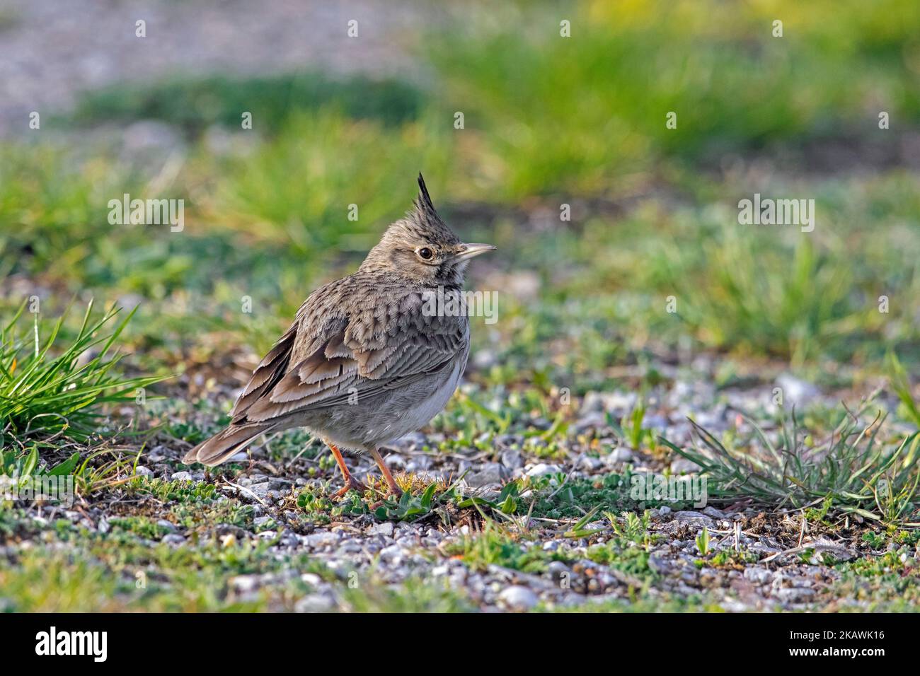 Larche à crête (Galerida cristata / Alauda cristata) fourragère dans les prairies Banque D'Images