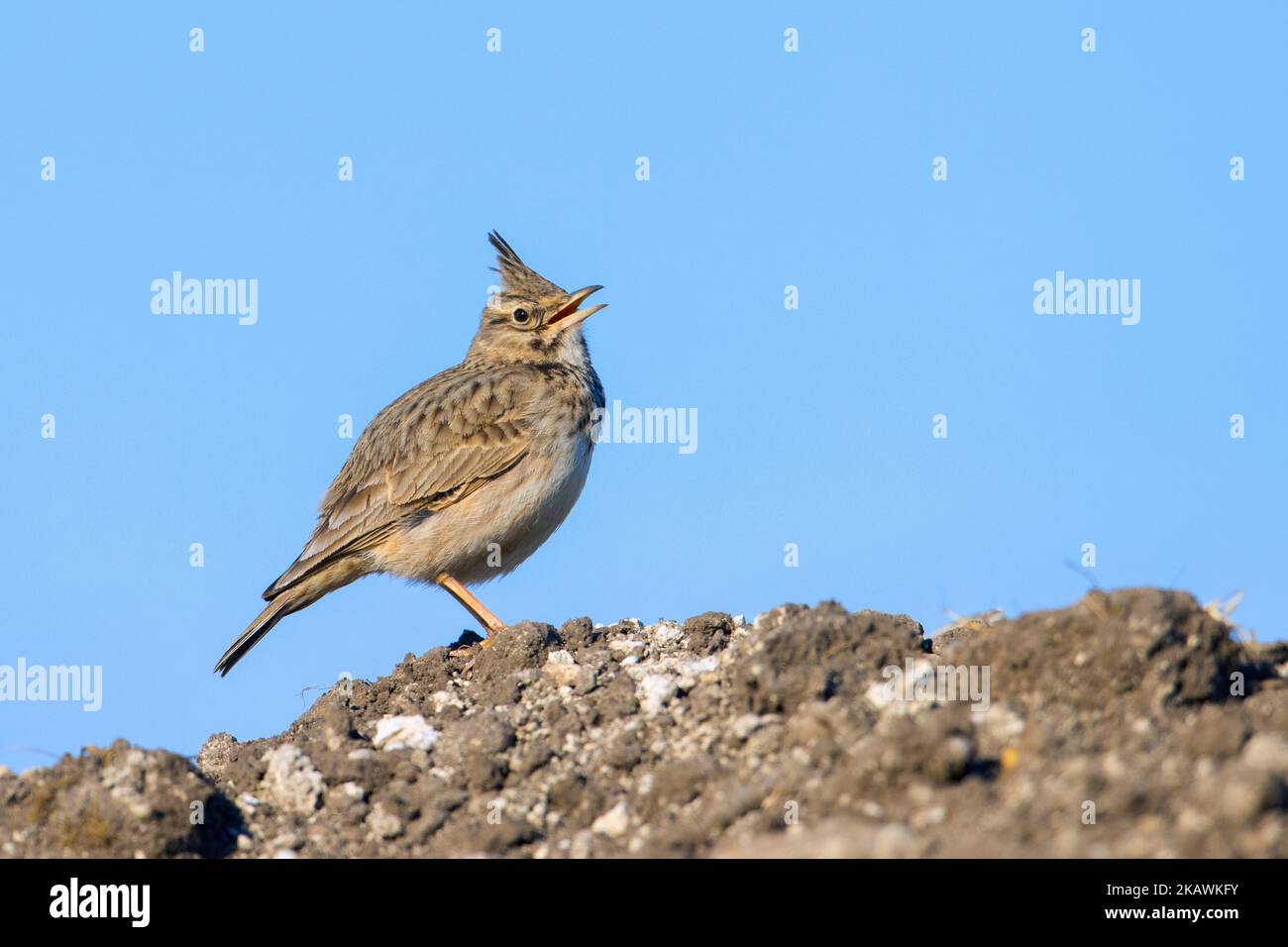 Larche à crête (Galerida cristata / Alauda cristata) chantant sur le terrain au printemps Banque D'Images