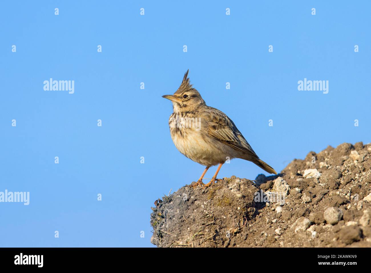 Larche à crête (Galerida cristata / Alauda cristata) en cours de recherche au printemps Banque D'Images
