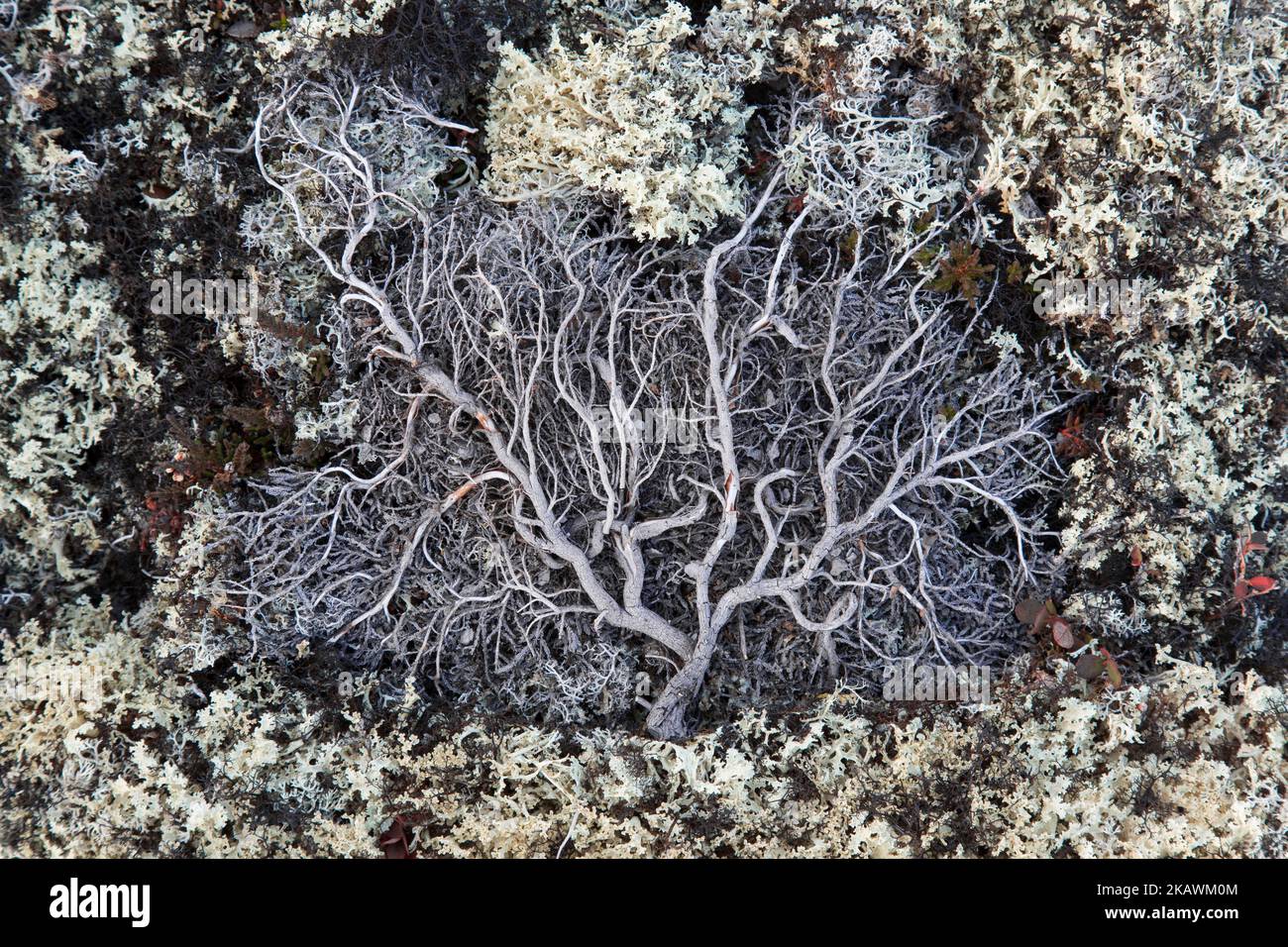 Bouleau nain mort (Betula nana) arbuste à feuilles caduques parmi les lichen sur terrain rocailleux de la toundra arctique, Suède, Scandinavie Banque D'Images