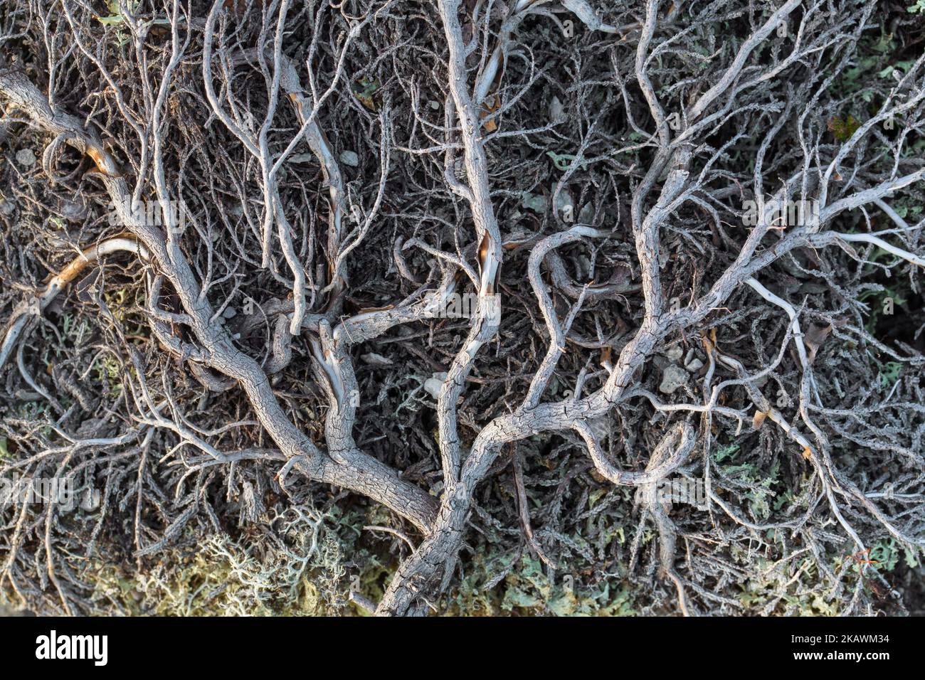 Bouleau nain mort (Betula nana) arbuste à feuilles caduques parmi les lichen sur terrain rocailleux de la toundra arctique, Suède, Scandinavie Banque D'Images