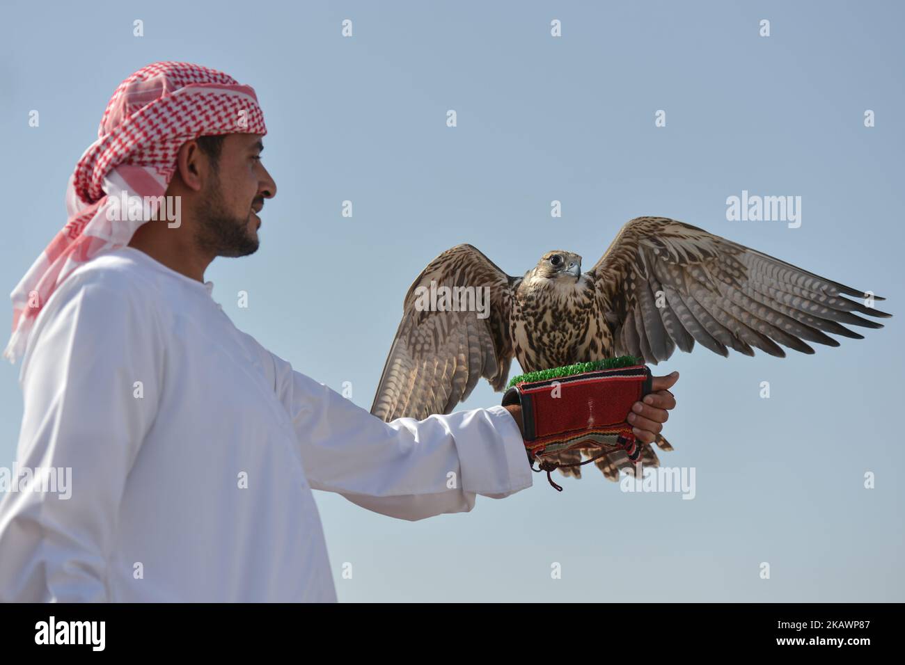 Vue d'un falcon de deux ans et de son formateur lors d'une démonstration. La fauconnerie est la plus ancienne tradition des eau et elle remonte à 2000 ans qui a commencé comme source de nourriture, pour chasser les lièvres et le houbara. Il était également considéré comme un mode de vie pour les chefs de la tribu. Mercredi, 21 février 2018, à Madinat Zayed, Abu Dhabi, Émirats arabes Unis. (Photo par Artur Widak/NurPhoto) Banque D'Images