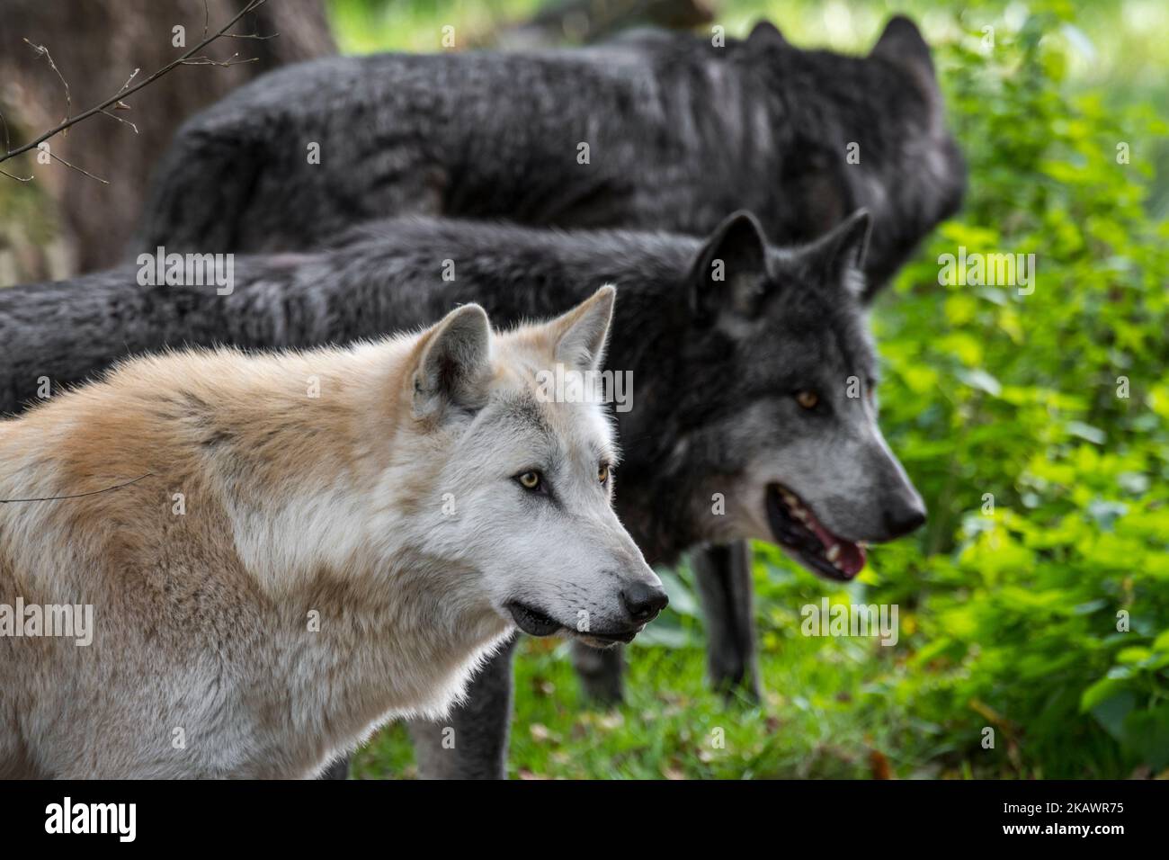 Pack de loups noirs et blancs du Nord-Ouest / loups de la vallée du Mackenzie / loups de bois canadien / alaskan (Canis lupus occidentalis) chasse en forêt Banque D'Images