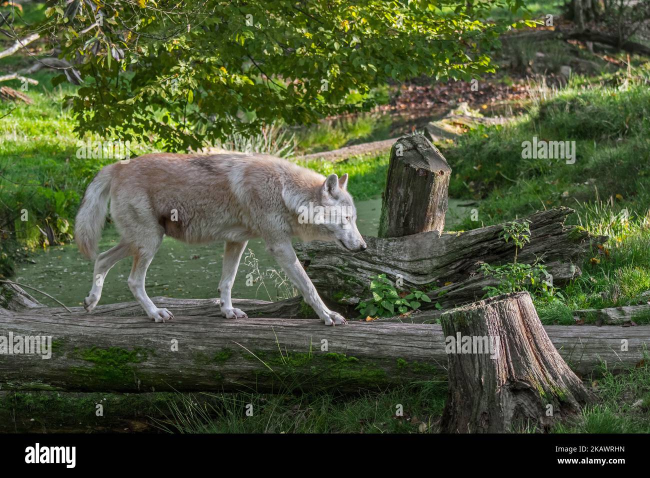 Loup blanc du Nord-Ouest / loup de la vallée du Mackenzie / Alaska / loup à bois canadien (Canis lupus occidentalis) traversant le ruisseau sur le tronc d'arbre tombé Banque D'Images