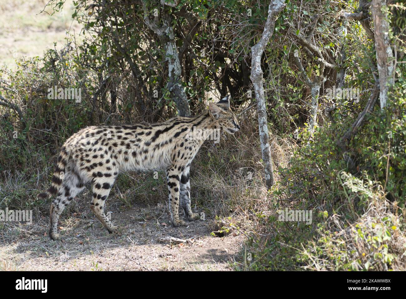 Chat Serval (Felis serval), se déplaçant à l'ombre pendant la chaleur de la journée Banque D'Images