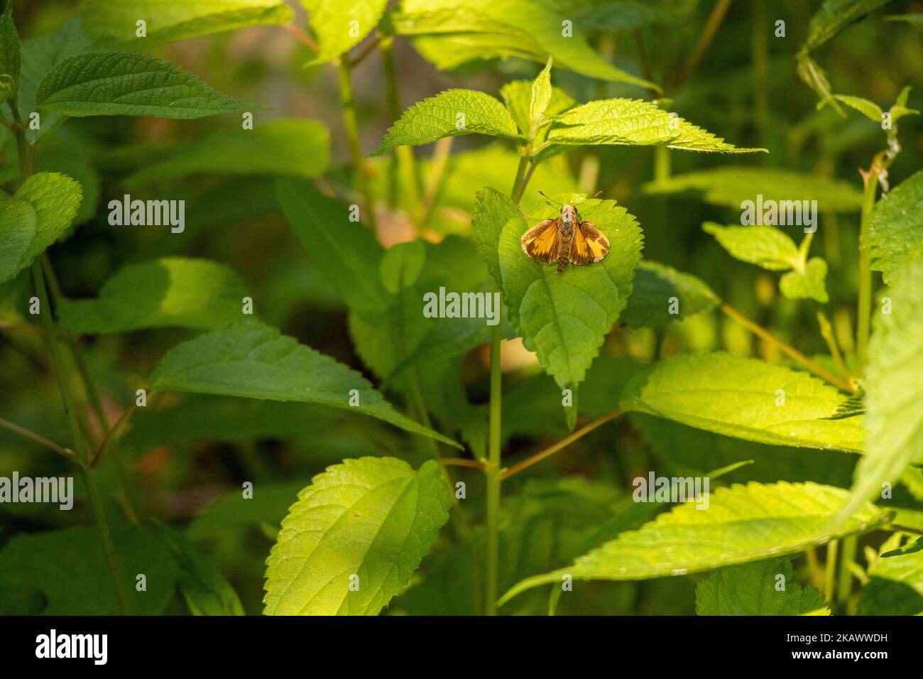 Un gros plan d'un insecte de l'hespérie de Zabulon assis sur des feuilles vertes fraîches par une journée ensoleillée Banque D'Images