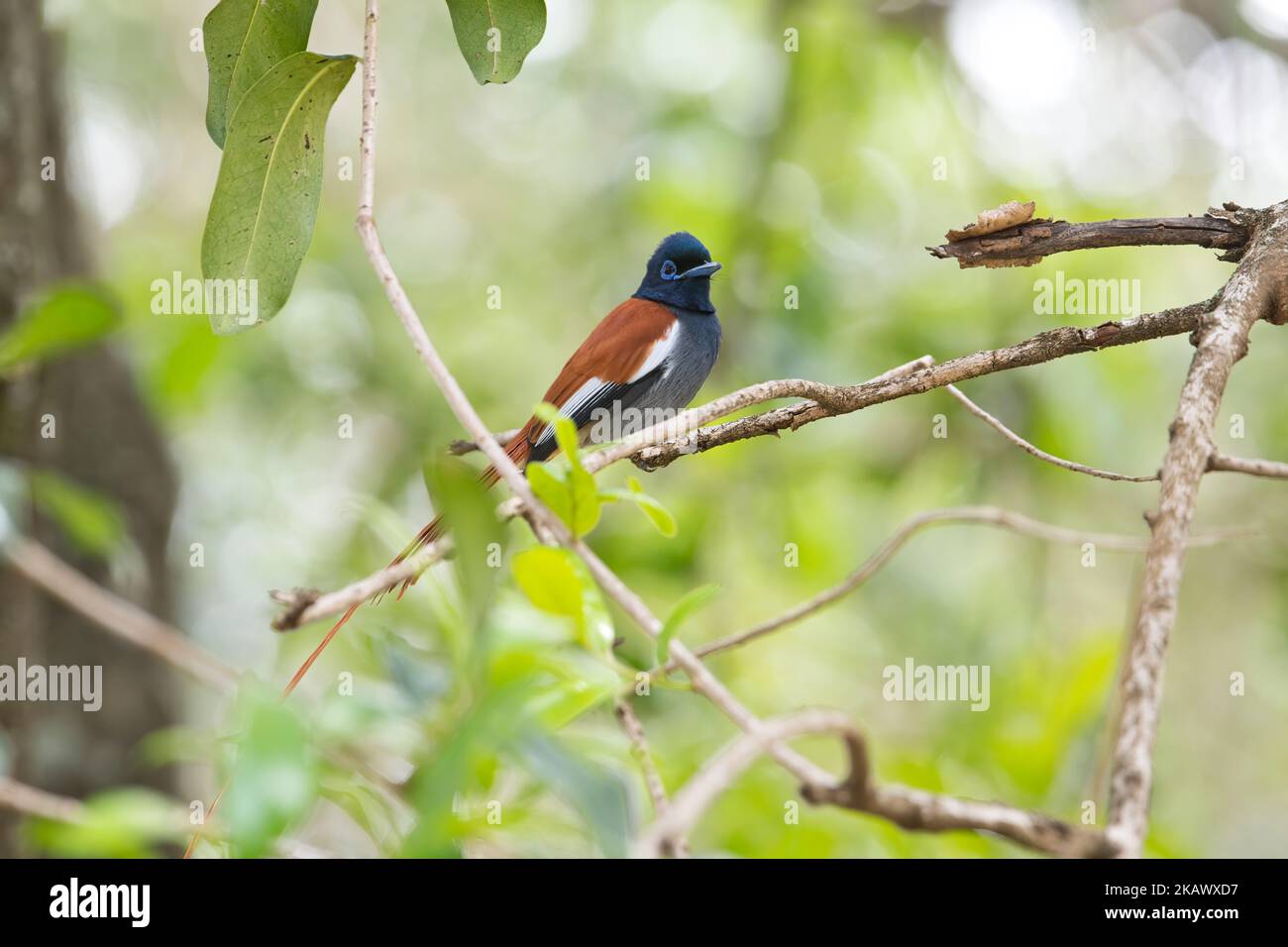 Paradis africain-flycatcher (Terpsiphone viridis), homme rufous morph. Il y a aussi un mue blanc Banque D'Images