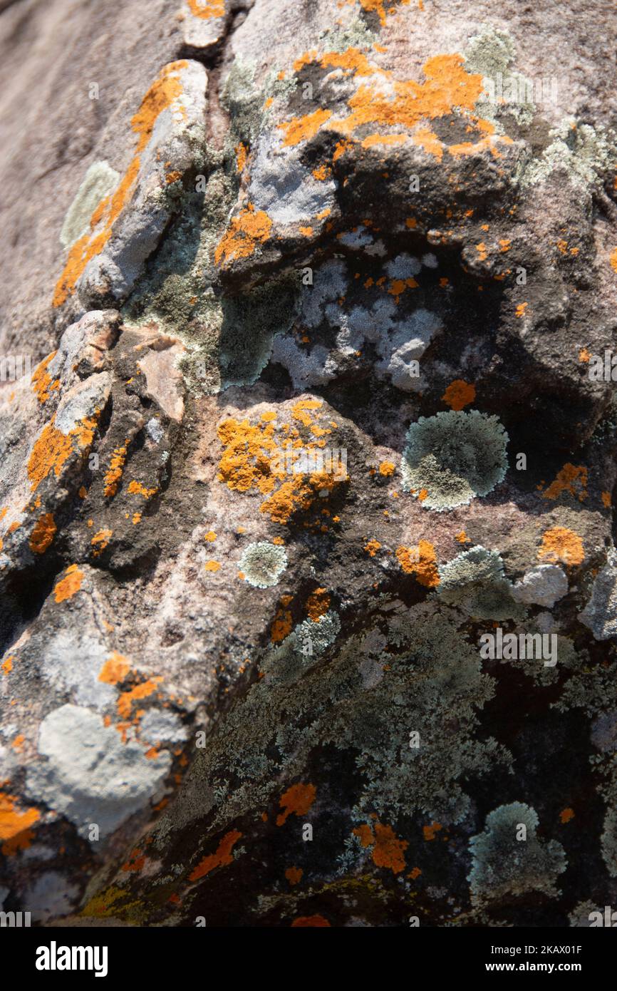 Lichen jaune et blanc collé aux roches du plateau de Chota Nagpur, Inde. Banque D'Images