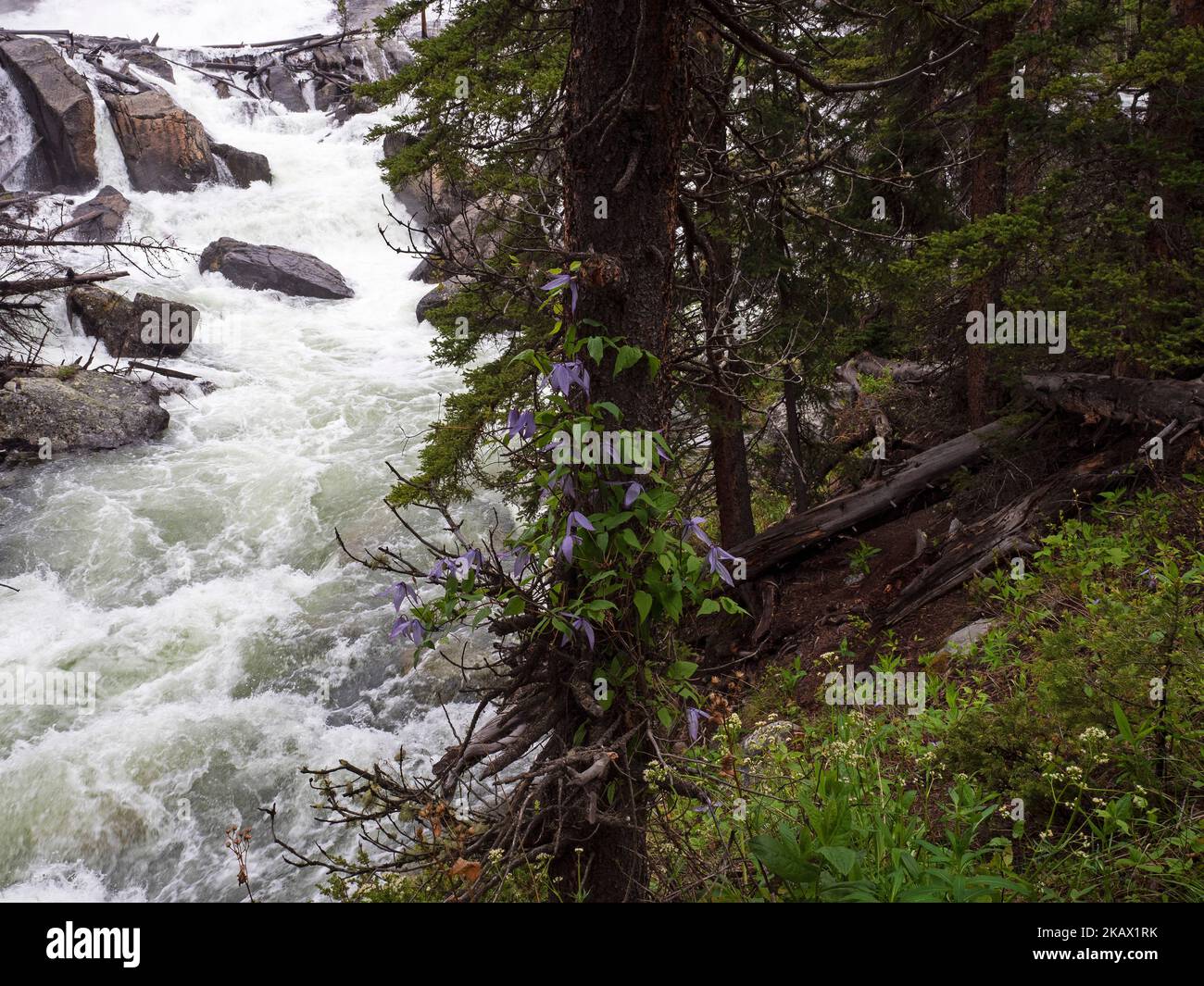 chutes-du-ruisseau-dent-d-ours-banque-de-photographies-et-d-images