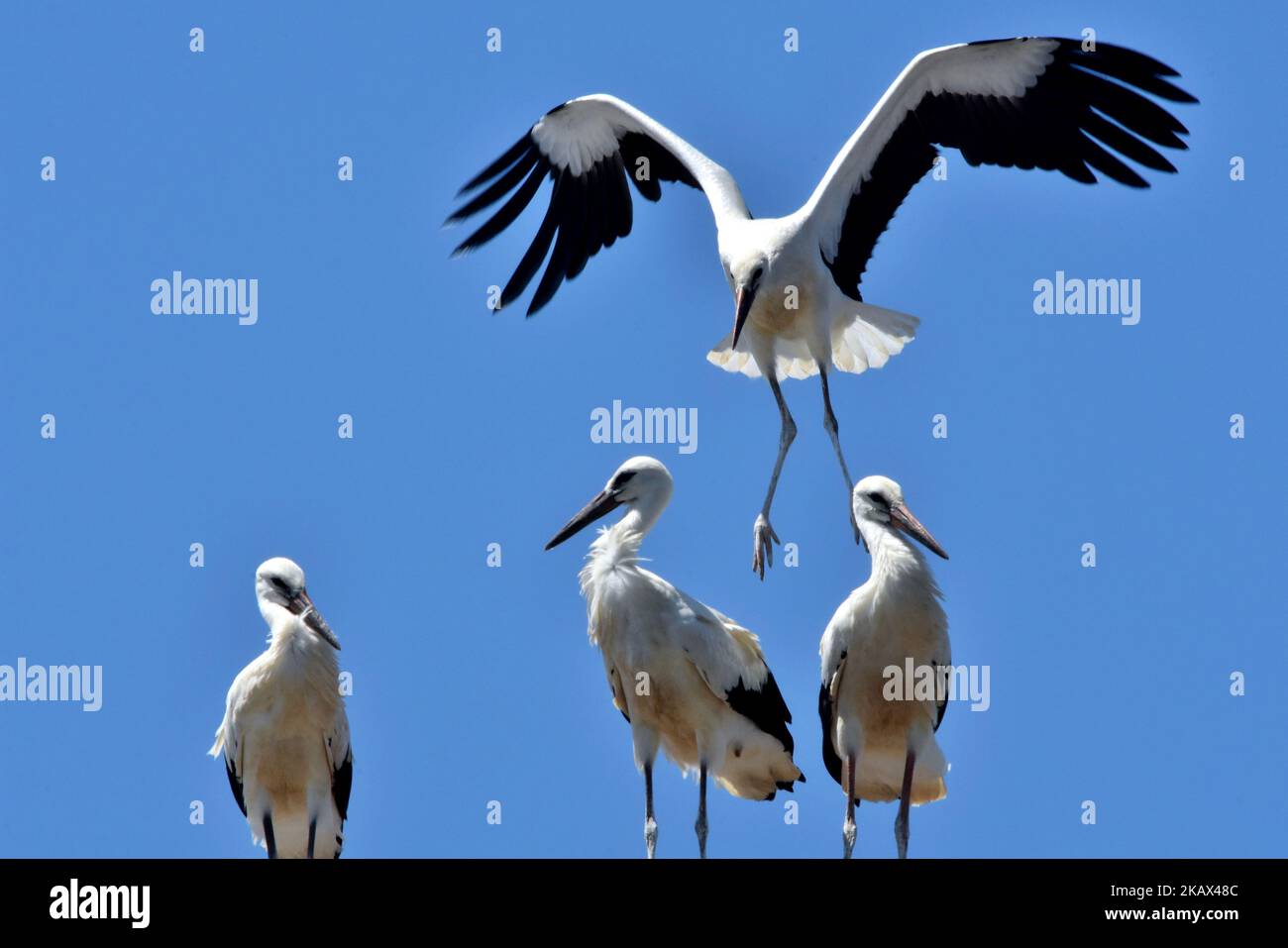 Un troupeau de cigognes blanches contre un ciel bleu clair Banque D'Images