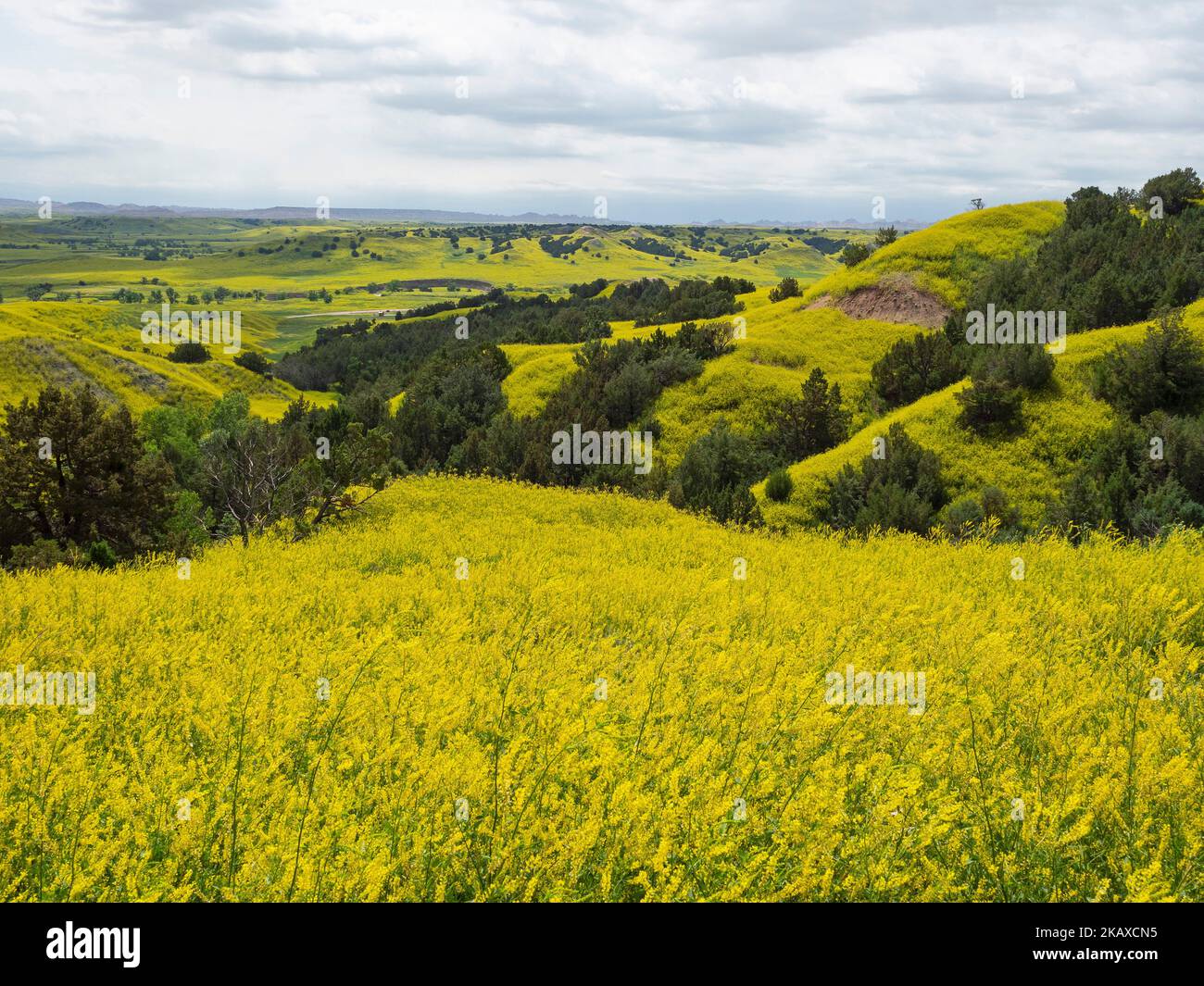 Collines couvertes de melilot strié Melilotus officinalis avec des genévriers et des arbres de coton, près du parc national de Badlands, comté de Pennington, Dakota du Sud, Banque D'Images