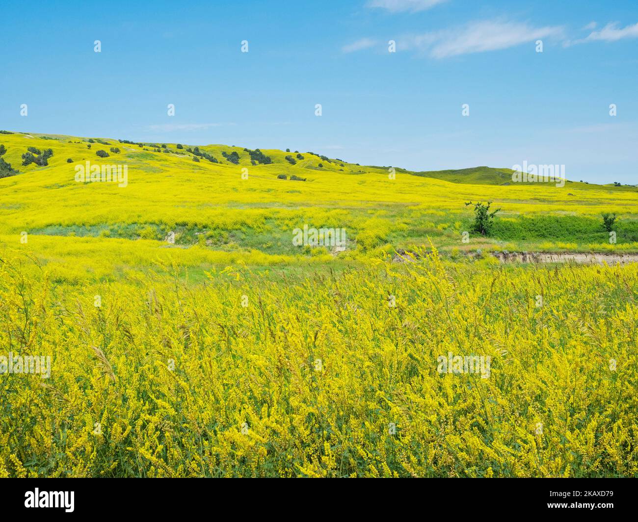 Collines couvertes de melilot strié Melilotus officinalis avec des genévriers et des arbres de coton, près du parc national de Badlands, comté de Pennington, Dakota du Sud, Banque D'Images