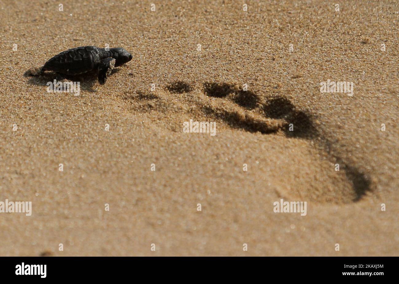 Matyrer Rampent Les jeunes tortues Olive Ridley rampent sur la plage de l'embouchure de ...