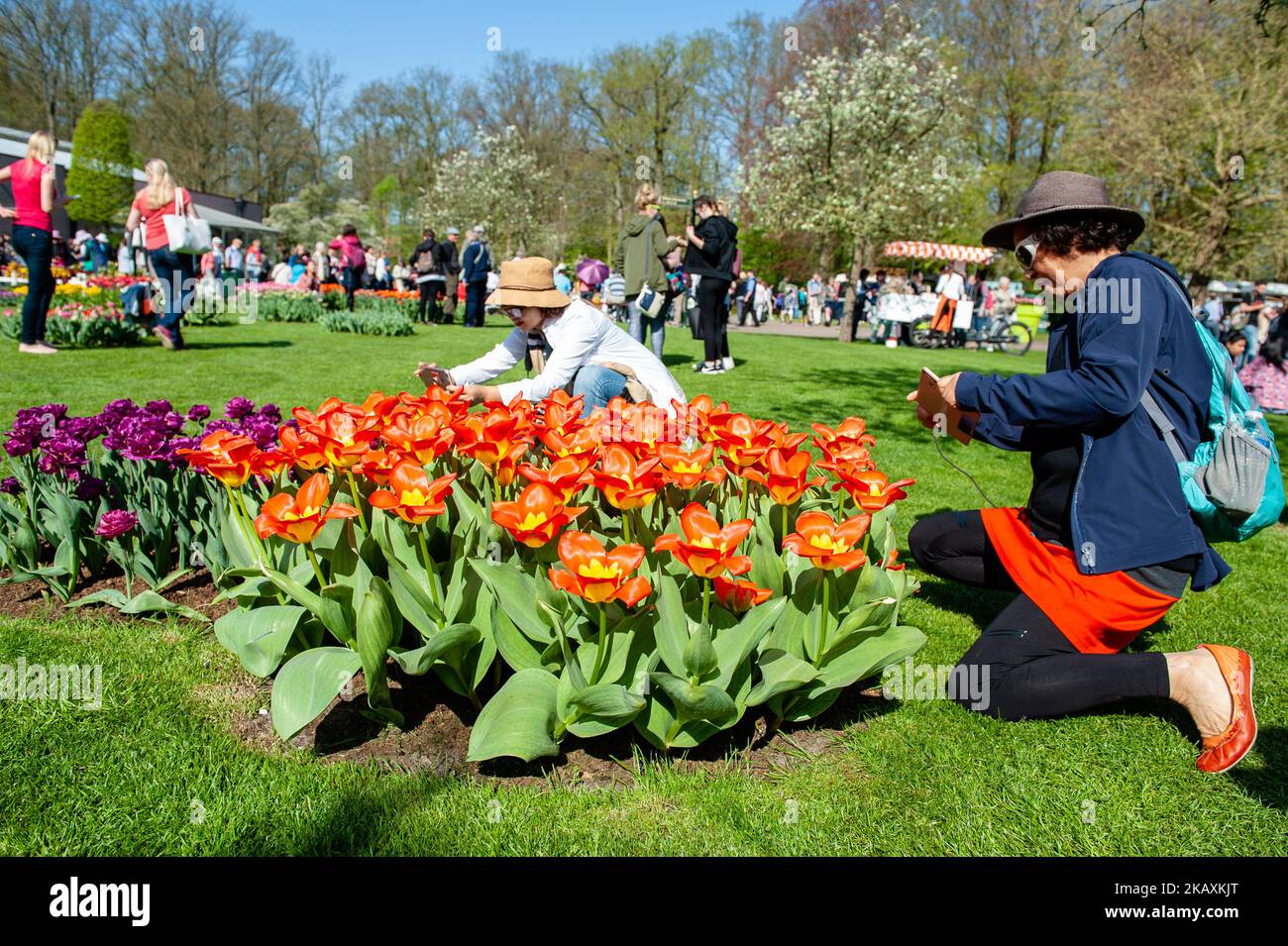 21 avril 2018 - Lisse. Keukenhof est également connu comme le jardin  d'Europe, l'un des plus grands jardins fleuris du monde à Lisse, aux pays- Bas. Le thème de Keukenhof 2018 est «