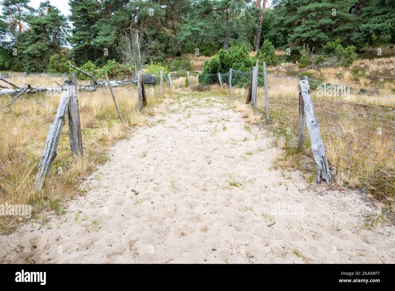 Le chemin de sable clôturé avec des colonnes en bois mène à la forêt Banque D'Images