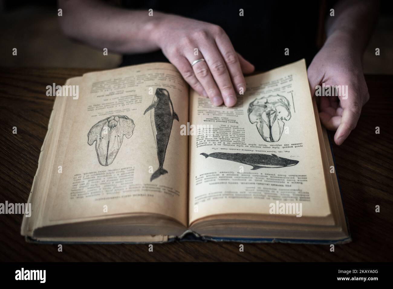 Pavel Goldin sur son lieu de travail à l'Académie nationale des sciences d'Ukraine, Kiev, Ukraine, le 2018 mars. Pavel Goldin est un scientifique spécialisé dans la morphologie évolutive des mammifères marins. Il a été professeur agrégé à l'Université nationale de Taurida en Crimée. Après l'annexion de la Crimée par la Russie en 2014, il s'installe à Kiev et commence à travailler comme chercheur principal à l'Académie nationale des sciences d'Ukraine. ( (Photo par Oleksandr Rupeta/NurPhoto)) Banque D'Images