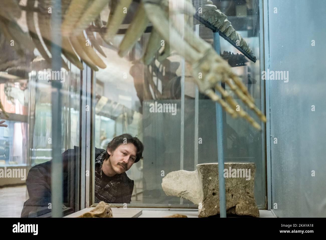 Pavel Goldin et la direction du musée examinent l'exposition qu'il décrit au Musée national d'histoire naturelle de l'Académie nationale des sciences d'Ukraine, Kiev, le 2018 mars. Pavel Goldin est un scientifique spécialisé dans la morphologie évolutive des mammifères marins. Il a été professeur agrégé à l'Université nationale de Taurida en Crimée. Après l'annexion de la Crimée par la Russie en 2014, il s'installe à Kiev et commence à travailler comme chercheur principal à l'Académie nationale des sciences d'Ukraine. ( (Photo par Oleksandr Rupeta/NurPhoto)) Banque D'Images