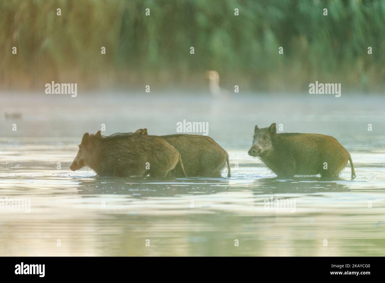 Un groupe de sangliers bruns courant dans un étang du parc au coucher du soleil Banque D'Images Un groupe de sangliers bruns courant dans un étang du parc au coucher du soleil Banque D'Images