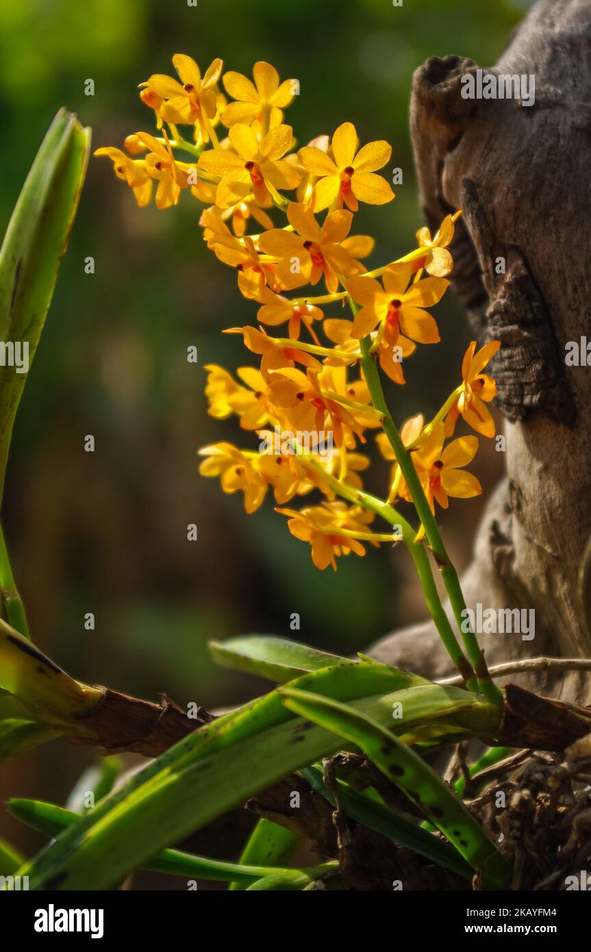 Gros plan de l'Ascocentrum miniatum épiphytique orchidée espèce fleur d'orange qui fleurit à l'extérieur sur fond naturel Banque D'Images