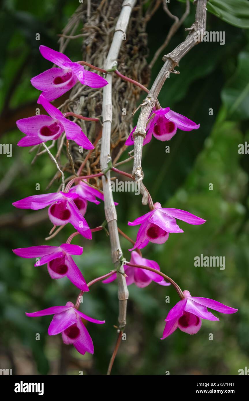 Gros plan sur les fleurs violettes des espèces d'orchidées épiphytiques dendrobium parishii qui fleurissent à l'extérieur sur fond naturel Banque D'Images