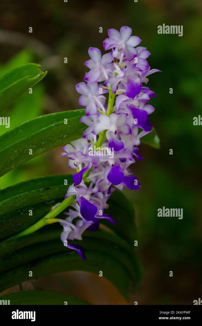Gros plan sur les fleurs bleu-violet de rhynchostylis coelestris espèces épiphytiques d'orchidées qui fleurissent à l'extérieur sur fond naturel Banque D'Images