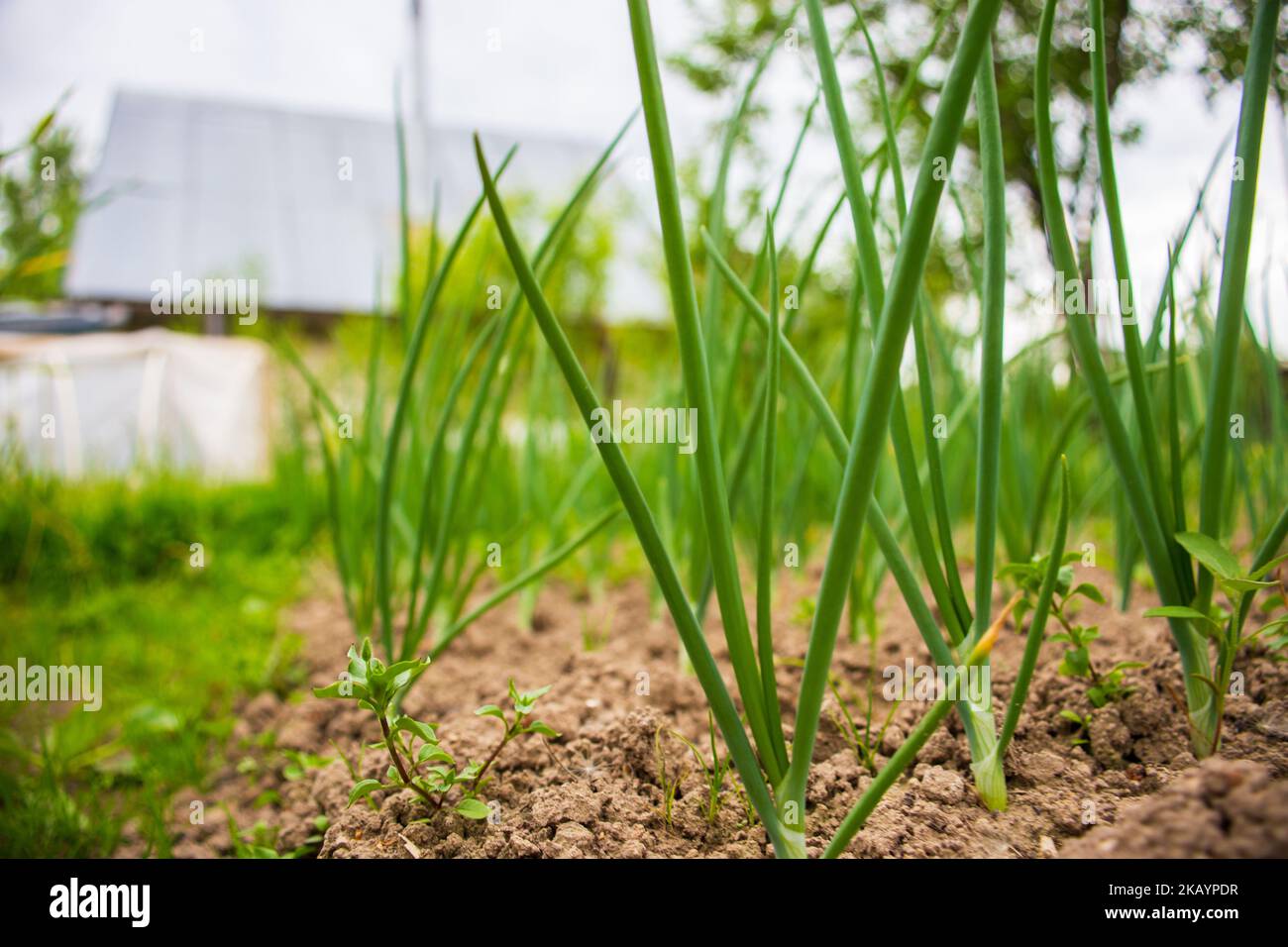 Les cultures d'oignons plantées dans le sol deviennent mûres sous le soleil. Terres cultivées en gros plan avec le germe. Plante agricole poussant dans la rangée de lits. Culture alimentaire verte Banque D'Images