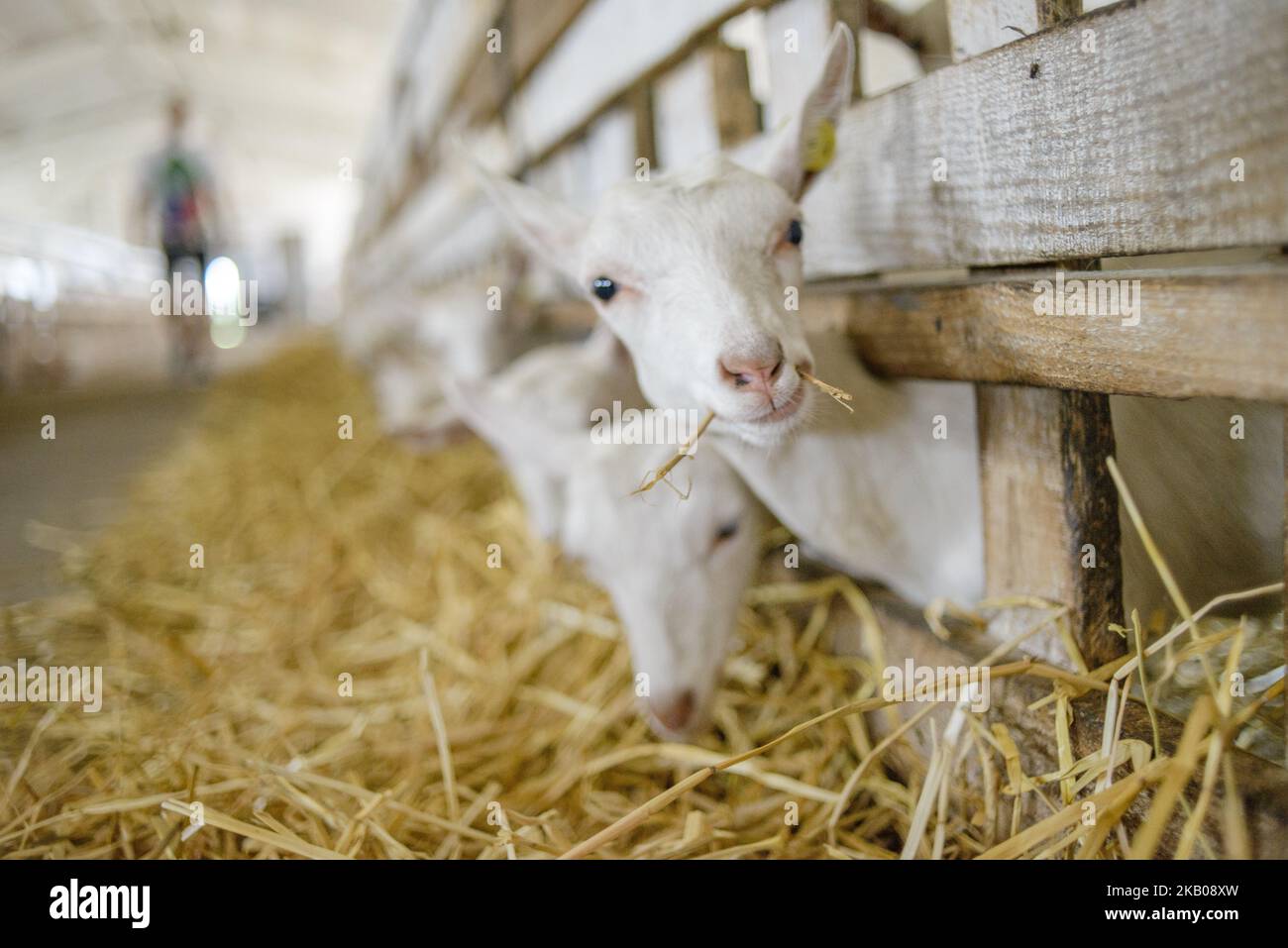 Chèvres sur la ferme Dooobra ferma. Dooobra ferma est une ferme laitière de la région de Kiev spécialisée dans les fromages artisanaux. Bohuslav, région de Kiev, Ukraine sur 27 juillet 2018 (photo par Oleksandr Rupeta/NurPhoto) Banque D'Images