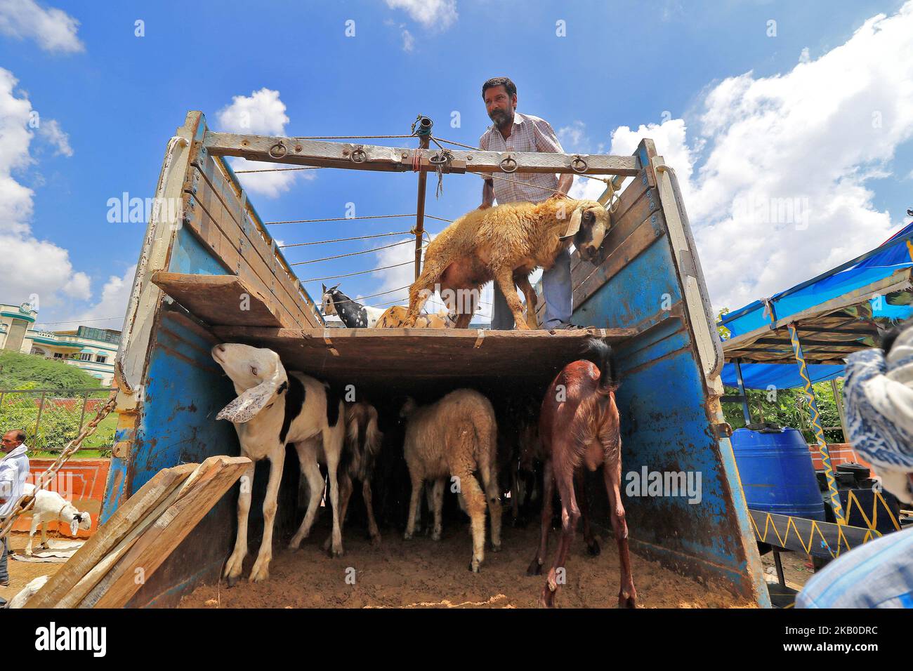 Un vendeur indien de chèvre musulman sur le marché de la chèvre (Bakra Mandi) en avant du festival d'Eid-al-Adha à Jaipur, Inde sur 21 août 2018. Les musulmans du monde entier sont prêts à célébrer Eid al-Adha en visitant les tombes de leurs proches et en abattant des moutons, des chèvres, des vaches et des chameaux, marquant la fin du pèlerinage du Hajj à la Mecque et en commémorant la volonté du prophète Abraham de sacrifier son fils Ismail sur le commandement de Dieu. (Photo de Vishal Bhatnagar/NurPhoto) Banque D'Images