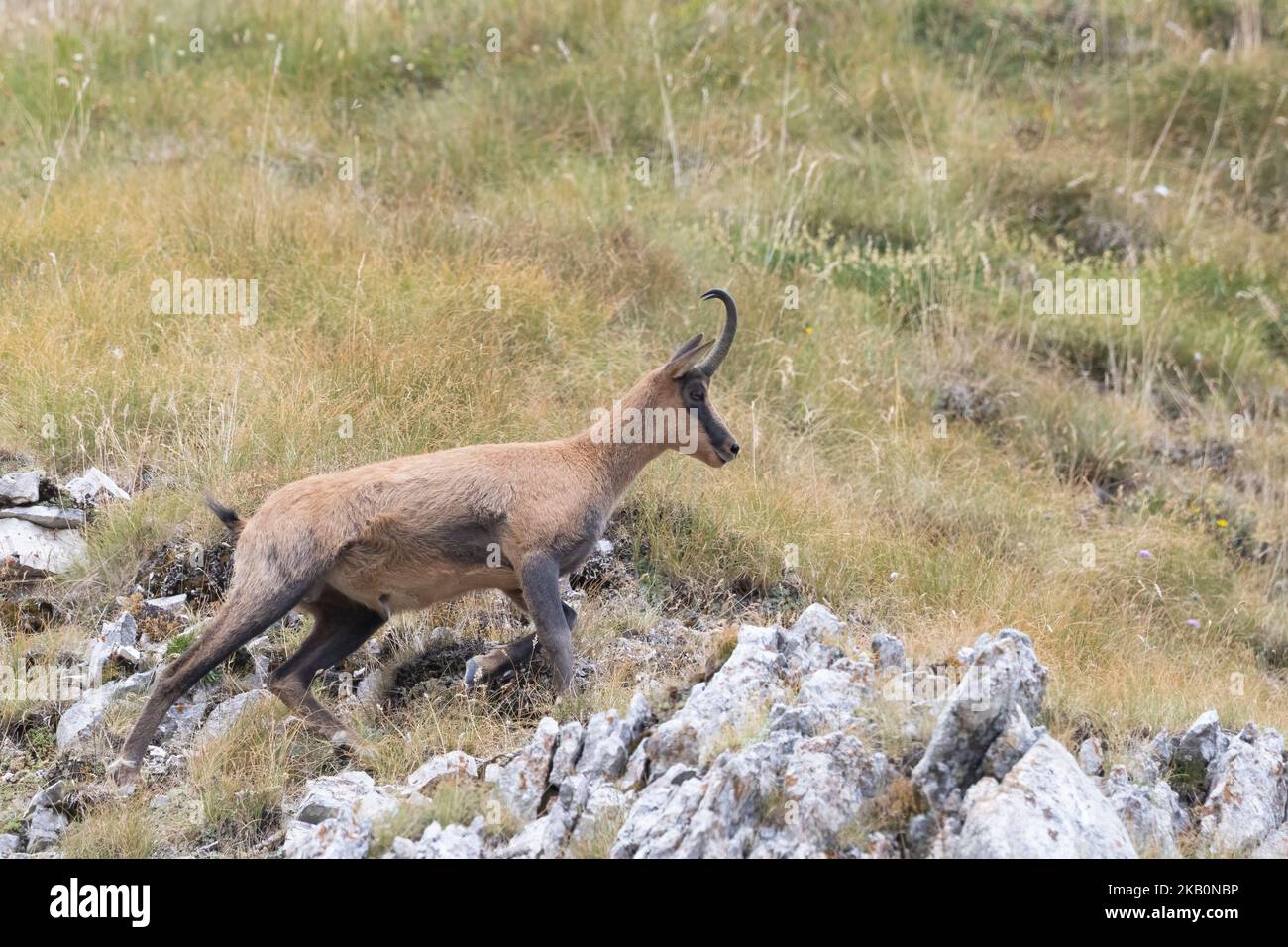 Apennine chamois dans le parc national de Gran Sasso, Abruzzes, Italie. Banque D'Images