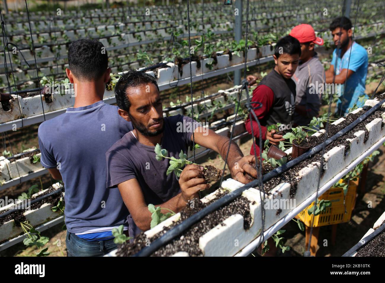 Des agriculteurs palestiniens plantent des fraises dans un champ de Beit Lahia, dans le nord de la bande de Gaza, sur 11 septembre 2018. (Photo de Majdi Fathi/NurPhoto) Banque D'Images