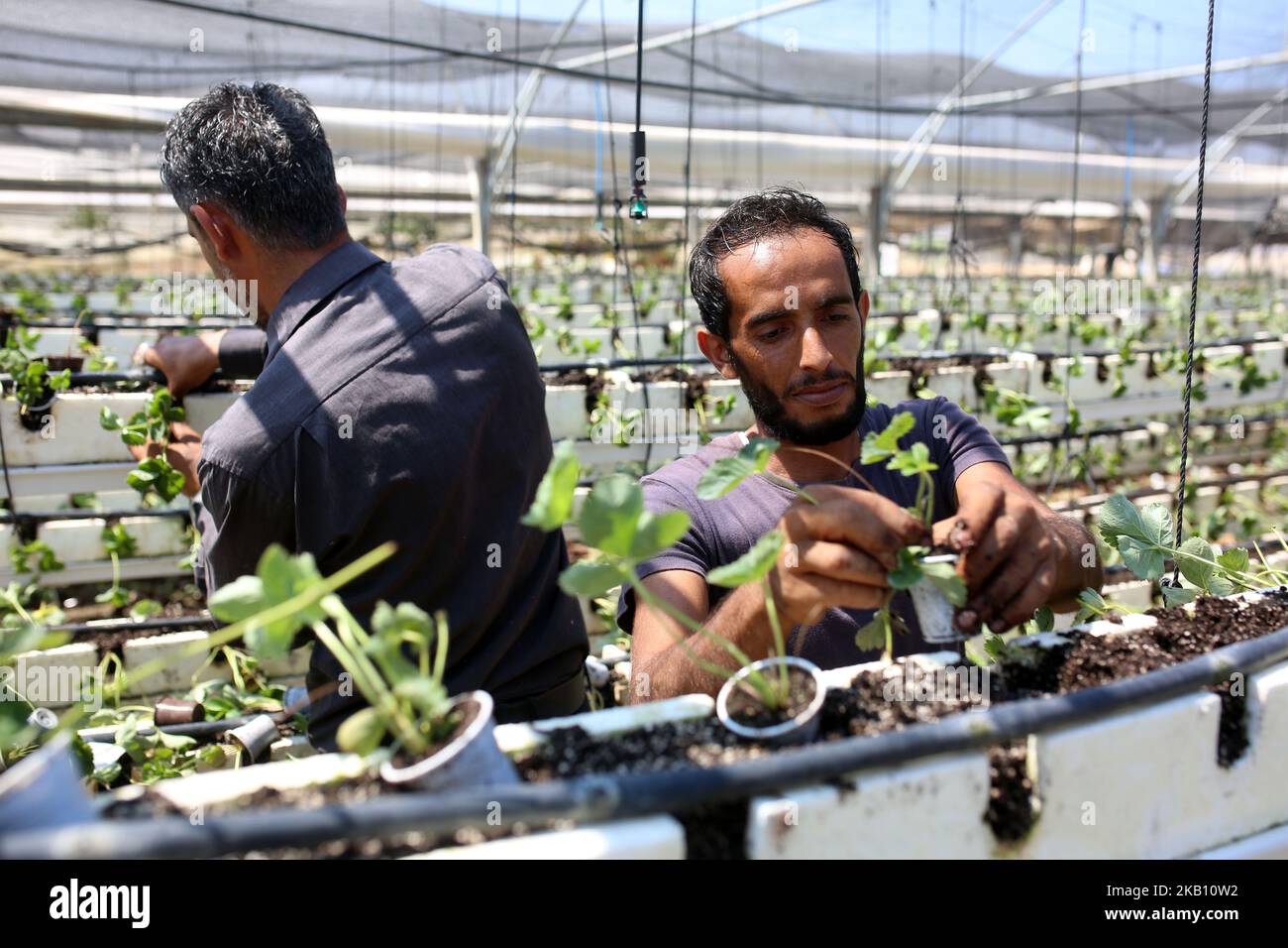 Des agriculteurs palestiniens plantent des fraises dans un champ de Beit Lahia, dans le nord de la bande de Gaza, sur 11 septembre 2018. (Photo de Majdi Fathi/NurPhoto) Banque D'Images