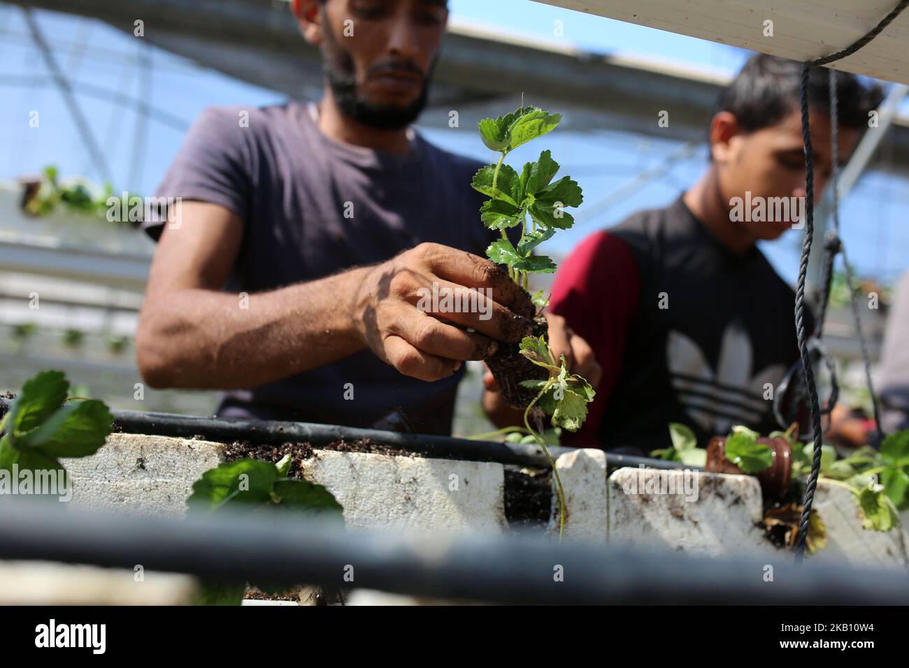 Des agriculteurs palestiniens plantent des fraises dans un champ de Beit Lahia, dans le nord de la bande de Gaza, sur 11 septembre 2018. (Photo de Majdi Fathi/NurPhoto) Banque D'Images