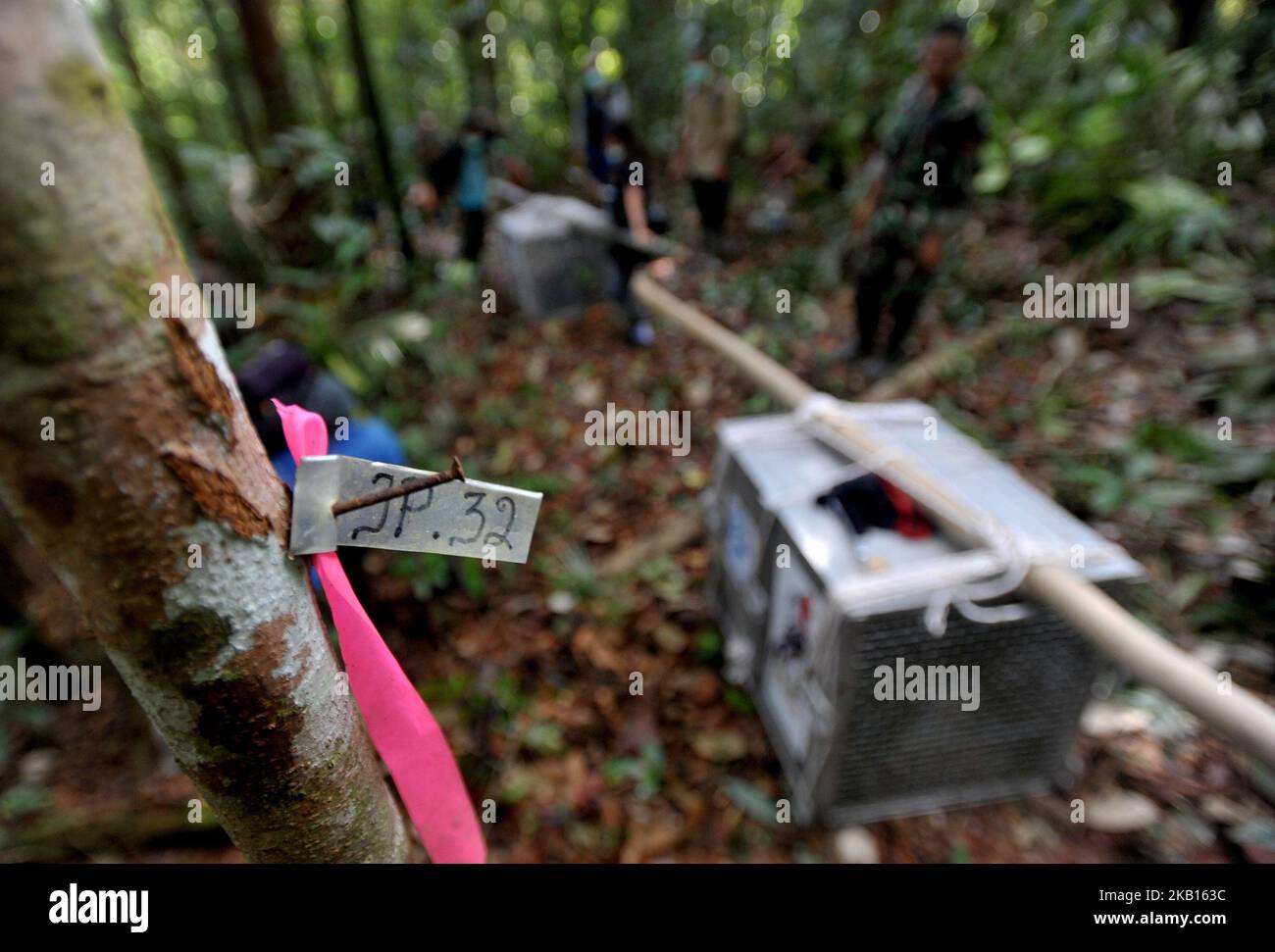 Panneaux sur les troncs d'arbres qui sont utiles pour ajuster la distance de libération des orangoutangs et la surveillance dans la forêt Bukit Baka Bukit Raya, Kalimantan, le septembre 14,2018. IRA (International Animal Rescue) avec BKSDA (nature conservation Agency Indonesia) Section de conservation de la région de Ketapang 1 et Bukit Baka Bukit Raya Parc national de libération de 4 orangs-outangs de conservation. Quatre orangs-outangs libérés ont été victimes de commerce illégal nommé Ongki et maintenus illégalement par des résidents nommés Rambo, Kepo, ami, leurs orangs-outangs adolescents. Les orangs-outangs sortent vers les arbres et grimpent jusqu'au Banque D'Images