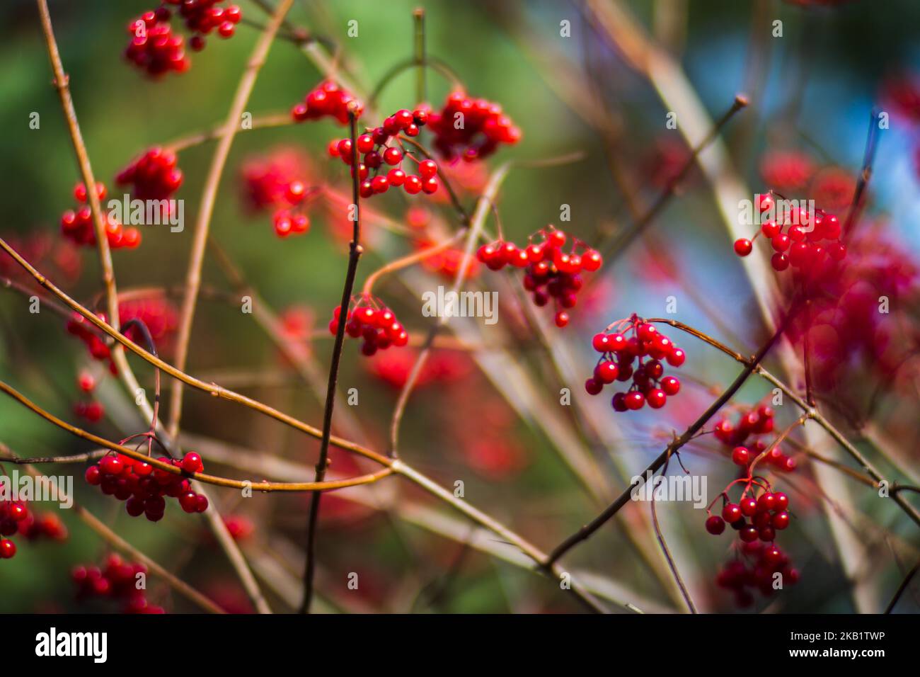 Branche d'arbre avec feuilles d'automne colorées et baies rouges en gros plan. Arrière-plan de l'automne. Magnifique arrière-plan naturel fort et flou avec espace de copie Banque D'Images