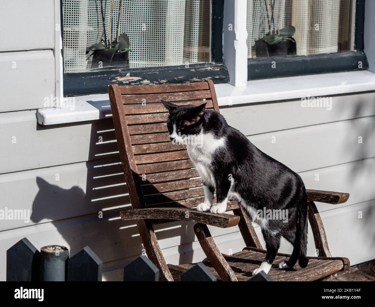 7 octobre, pays-Bas. Les gens aux pays-Bas ont apprécié un très bon temps pendant tout le week-end. Même les animaux des fermes ont apprécié le soleil et le ciel clair. Les températures ont pu atteindre jusqu'à 24 degrés dans le sud-est du pays. Et, selon les prévisions à long terme de la KNMI, il y a une probabilité de 80% du temps chaud et ensoleillé qui se poursuit bien en octobre. (Photo par Romy Arroyo Fernandez/NurPhoto) Banque D'Images