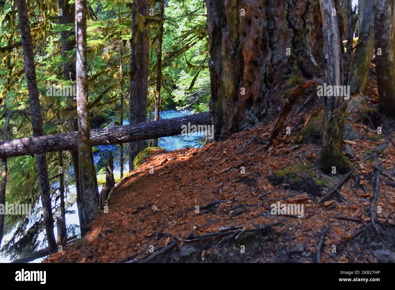 Sahalie Koosah Tamolitch Falls sentier de randonnée sur la rivière McKenzie, forêt nationale de Williamette, Cascade Mountains, Oregon. ÉTATS-UNIS. Banque D'Images