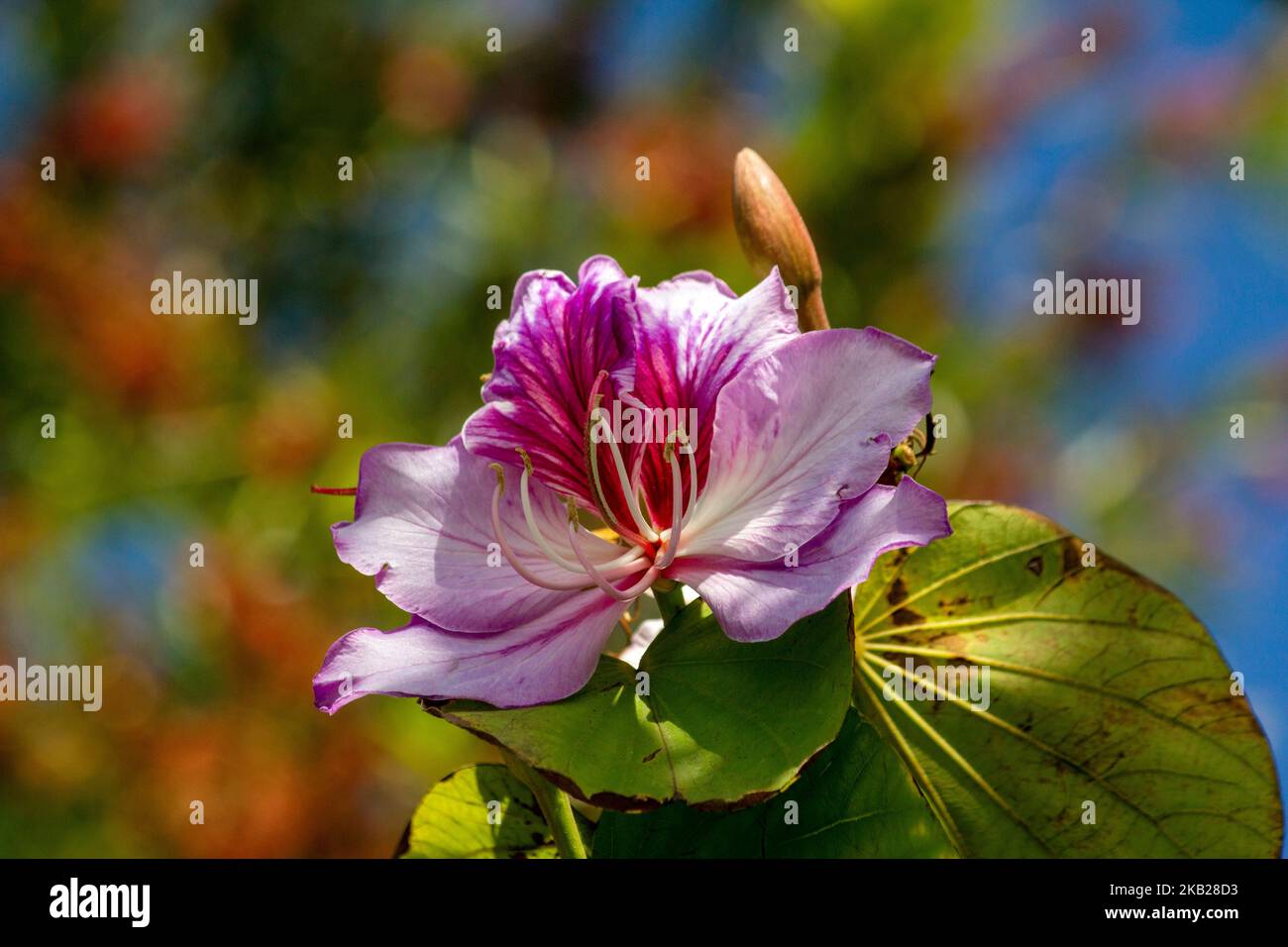 Gros plan de l'Orchid Tree (Bauhinia Variegata Purpurea) à Sydney, Nouvelle-Galles du Sud, Australie (photo de Tara Chand Malhotra) Banque D'Images