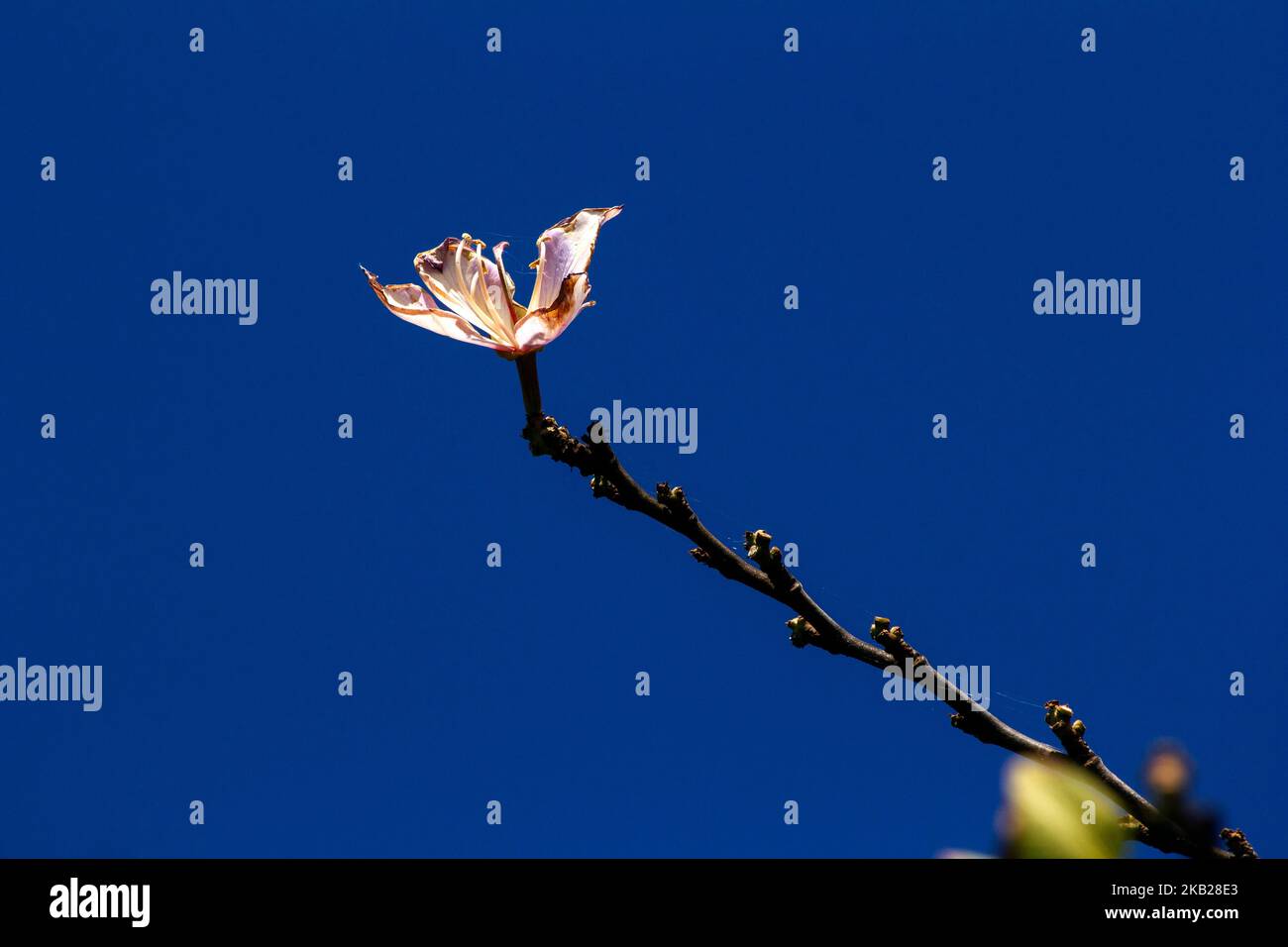 Gros plan de l'Orchid Tree (Bauhinia Variegata Purpurea) à Sydney, Nouvelle-Galles du Sud, Australie (photo de Tara Chand Malhotra) Banque D'Images