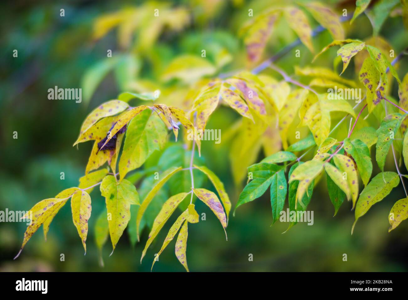 Branche arborescente aux feuilles d'automne colorées en gros plan. Arrière-plan de l'automne. Magnifique arrière-plan naturel fort et flou avec espace de copie Banque D'Images