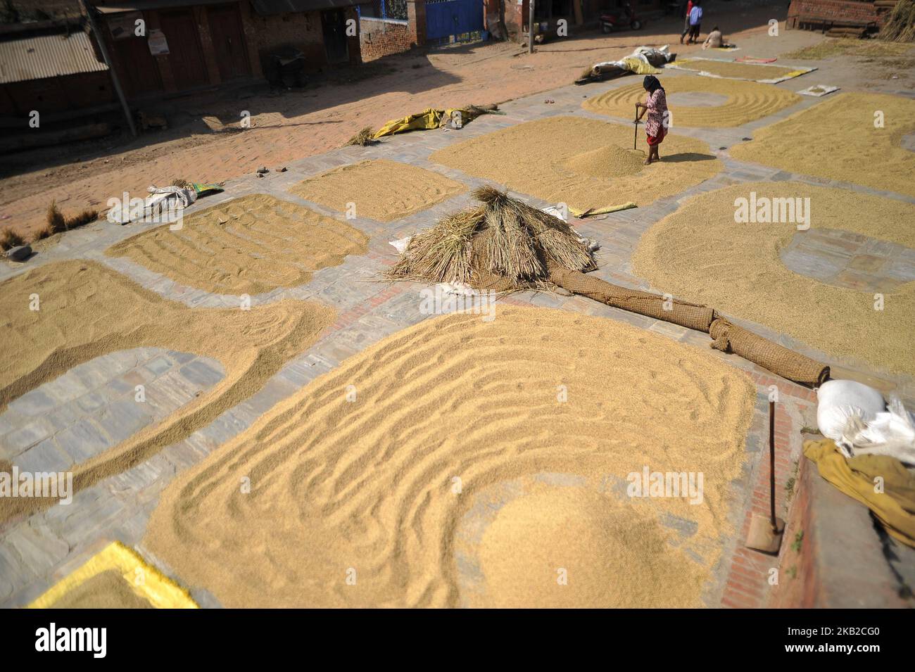 Un fermier népalais récolte des grains de riz sous la lumière du soleil en utilisant une méthode traditionnelle à Bhaktapur, Népal mercredi, 24 octobre 2018. L'agriculture reste une activité économique importante pour le pays sans littoral, le blé et le riz étant les principales cultures vivrières. (Photo de Narayan Maharajan/NurPhoto) Banque D'Images