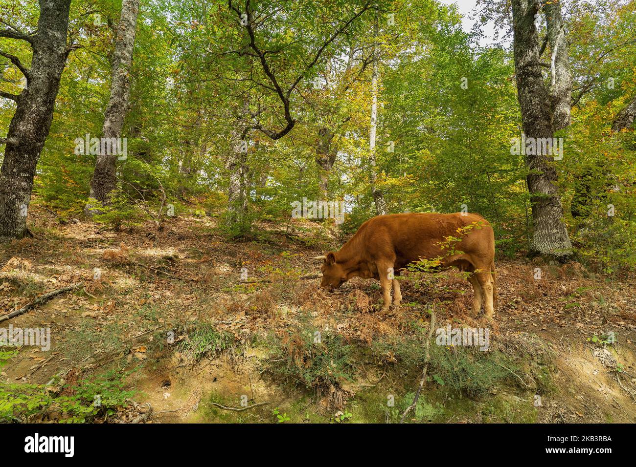 Une vache de la race de montagne des Asturies recherche des acornes dans les forêts de Soto de Sajambre dans le parc national Picos de Europa, Leon, Espagne Banque D'Images