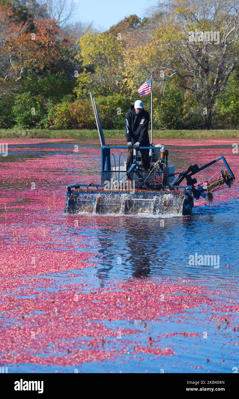 Récolte de canneberges à West Yarmouth, Massachusetts (États-Unis) sur Cape Cod. Banque D'Images