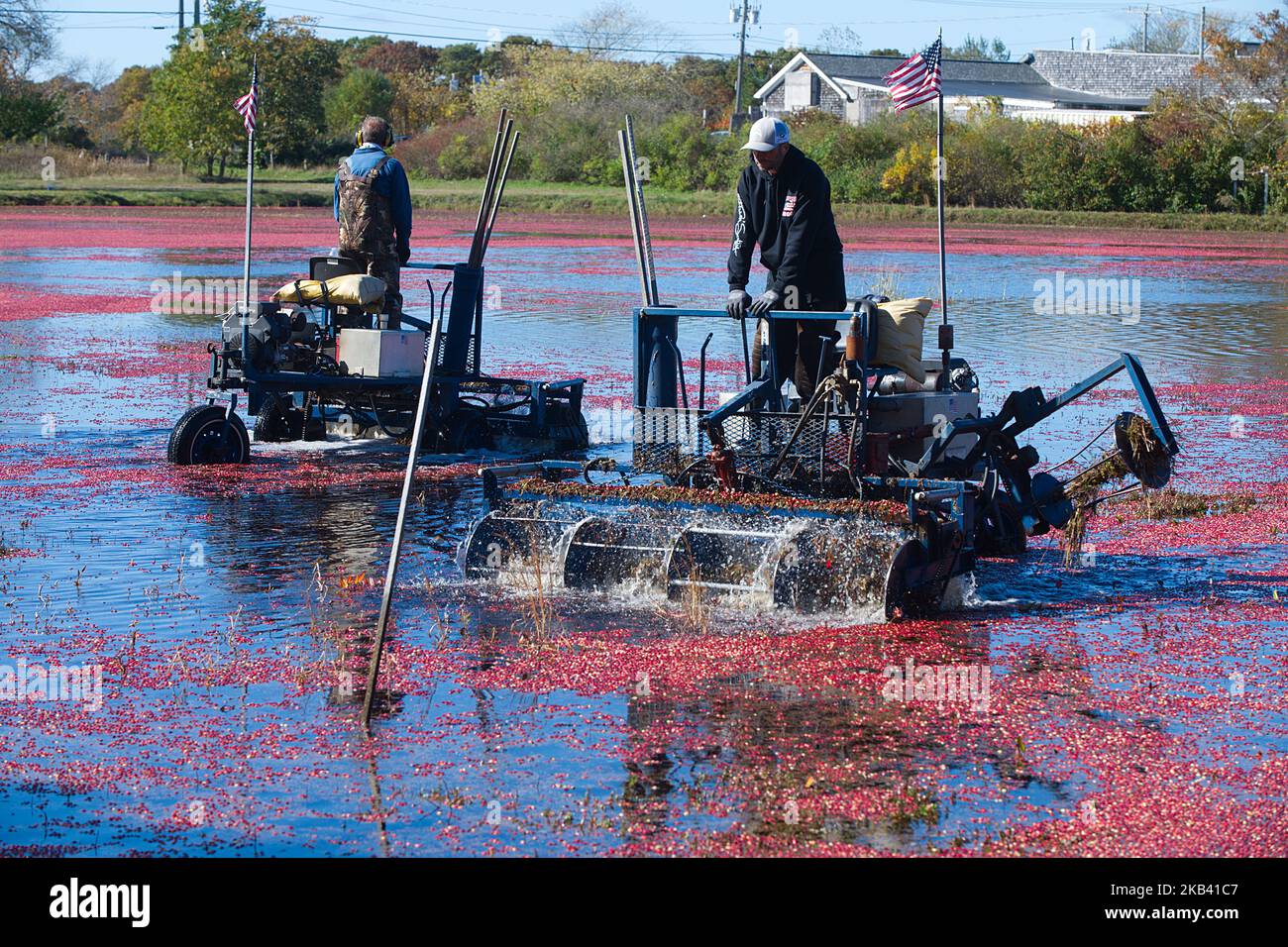 Récolte de canneberges à West Yarmouth, Massachusetts (États-Unis) sur Cape Cod. Banque D'Images