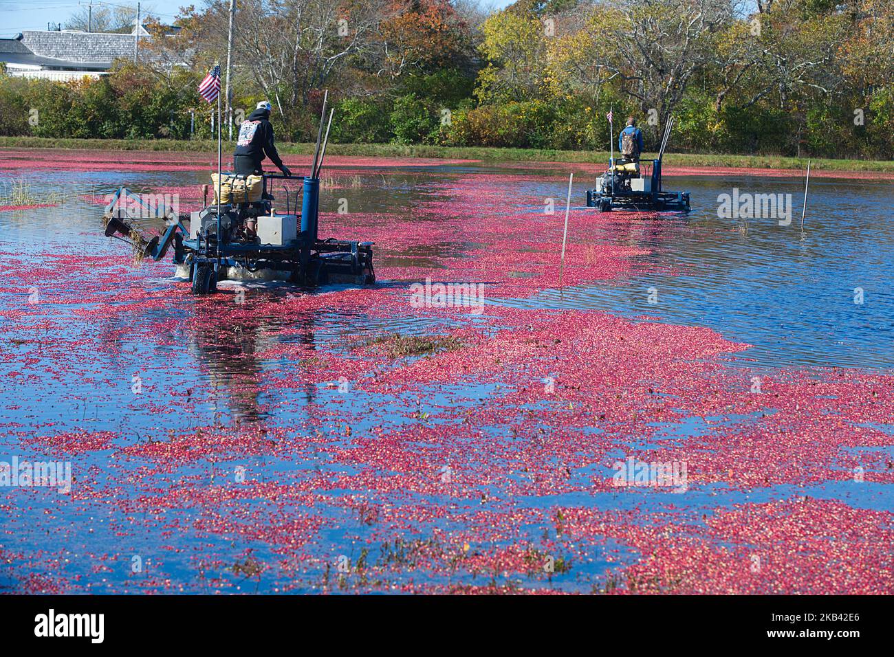 Récolte de canneberges à West Yarmouth, Massachusetts (États-Unis) sur Cape Cod. Banque D'Images
