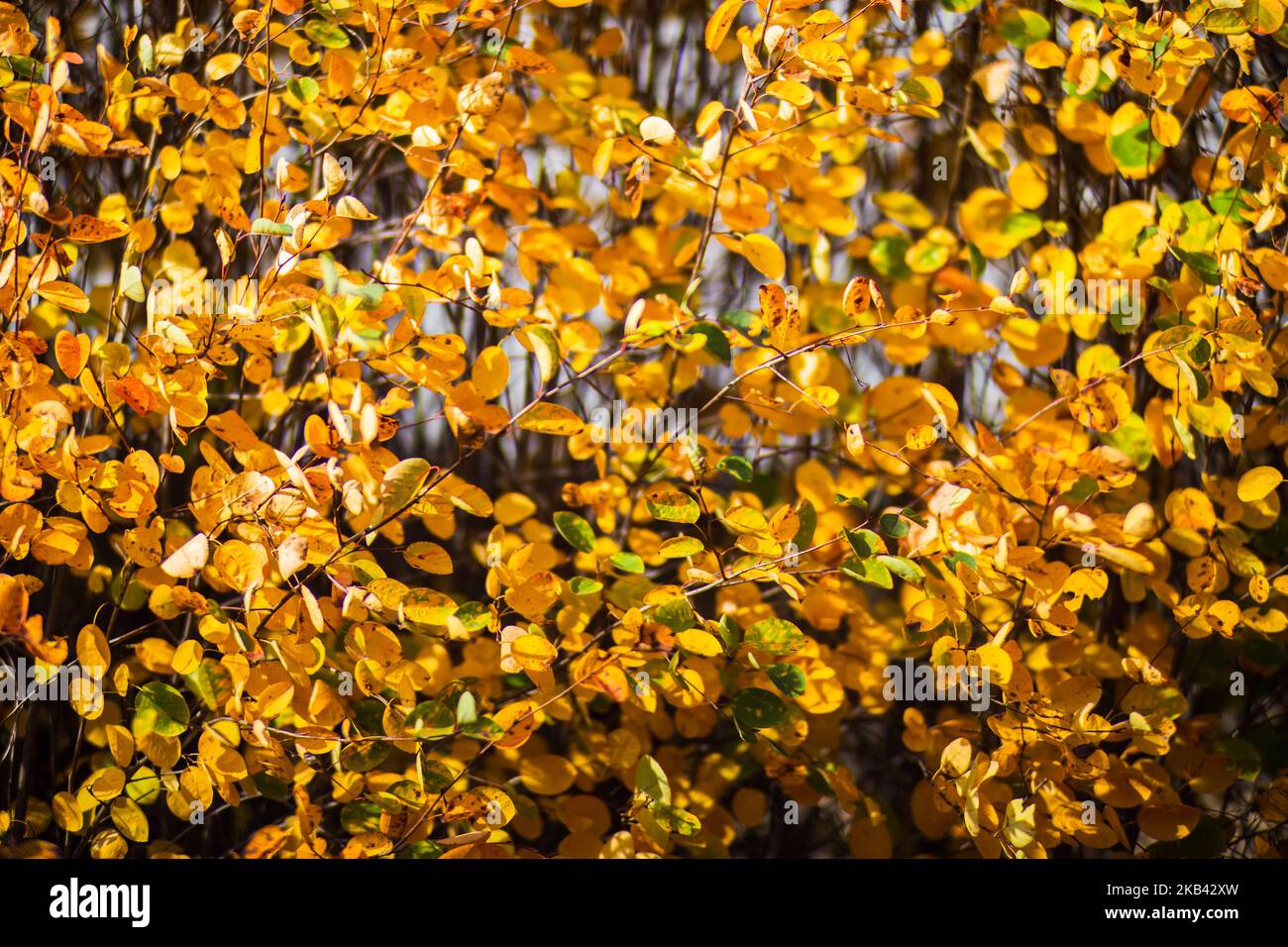 Branche arborescente aux feuilles d'automne colorées en gros plan. Arrière-plan de l'automne. Magnifique arrière-plan naturel fort et flou avec espace de copie Banque D'Images