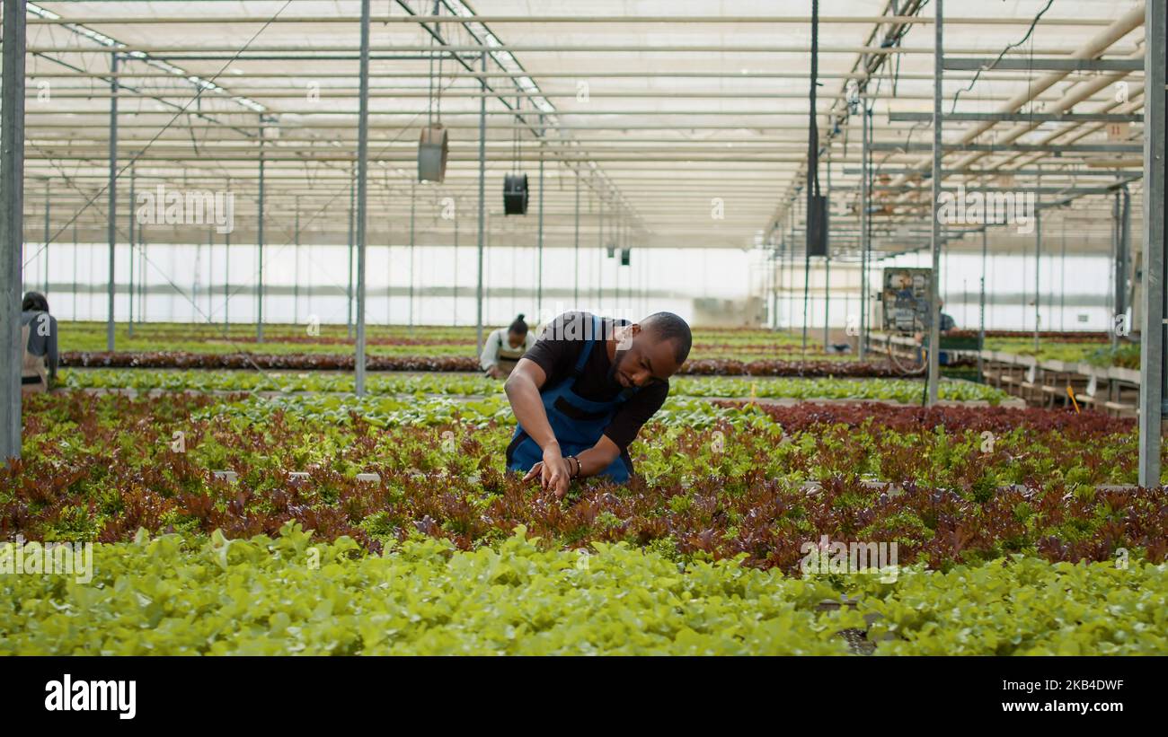 Un agriculteur afro-américain inspecte les plants de laitue pour vérifier l'absence de dommages ou de ravageurs avant la récolte. Divers travailleurs dans l'environnement hydroponique prenant soin des cultures biologiques pour la meilleure productivité. Banque D'Images