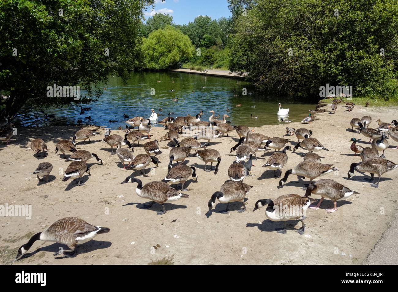 Albyns Lake dans Hornchurch Country Park, London Borough of Hauging, Angleterre Royaume-Uni Banque D'Images