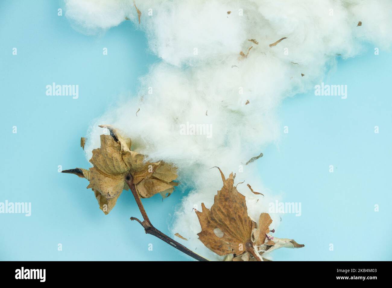 Deux fleurs de coton naturel sur un fond bleu Banque D'Images