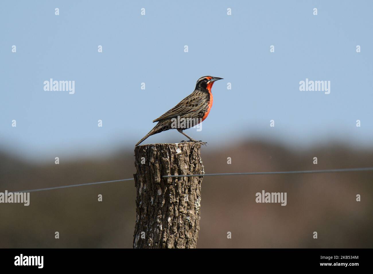 Meadowlark à queue longue, province de la Pampa, Patagonie, Argentine Banque D'Images